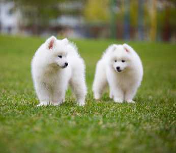 Further Message: Is the elixir of longevity for dogs still far from that for humans?