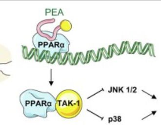 Palmitoylethanolamide (PEA, CAS 544-31-0) could be a novel therapeutic approach for postoperative ad