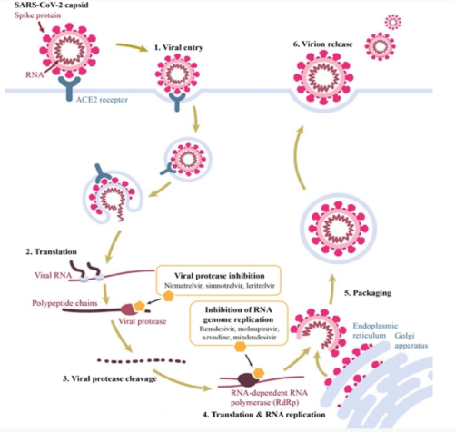 Chinese scientists discovered that the oral nucleoside drug VV116 exhibits high inhibitory activity against the Nipah virus ( Palmitoylethanolamide and Uracil produced by Wuxi Furtherpharm)