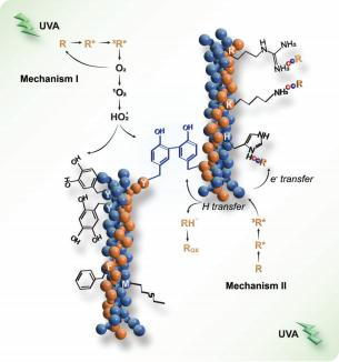 Deciphering UVA/Riboﬂavin Collagen Crosslinking: A Pathway to Improve Biomedical Materials